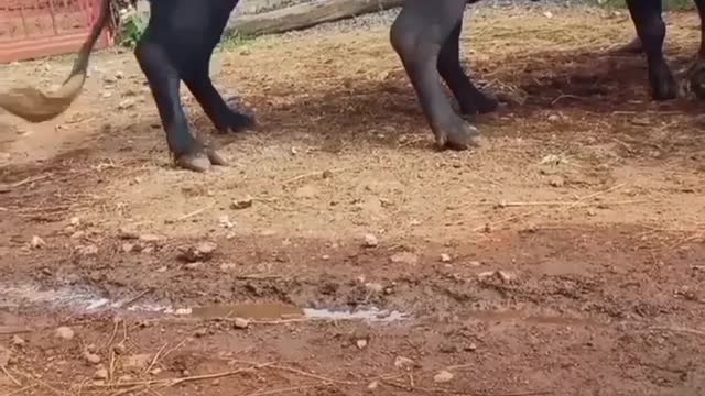 Hilarious doggy sits in a very distinguished manner