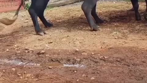 Hilarious doggy sits in a very distinguished manner