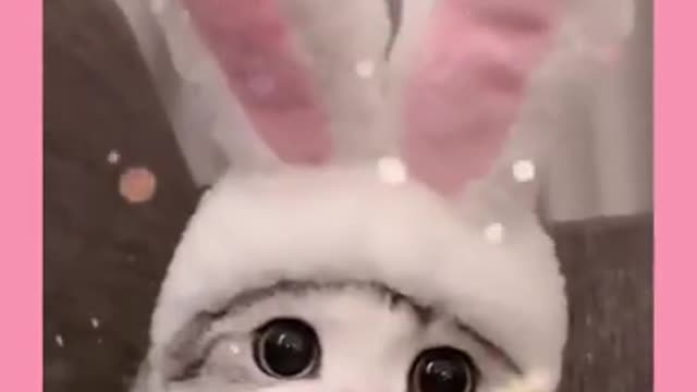 Very Cute Tiny Little Cat 🥰🥰🥰🥰🥰 | Look Like Rabbit 😍😍😍 | Daily Funny Pets 🐶🐱🐶🐱🐶🐱