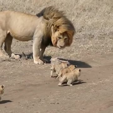 Cute lion cubs meet dad #shorts - cute baby lion