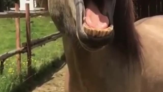 funny horse || viral video|| looking nice ||