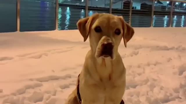 But don’t eat the yellow snow