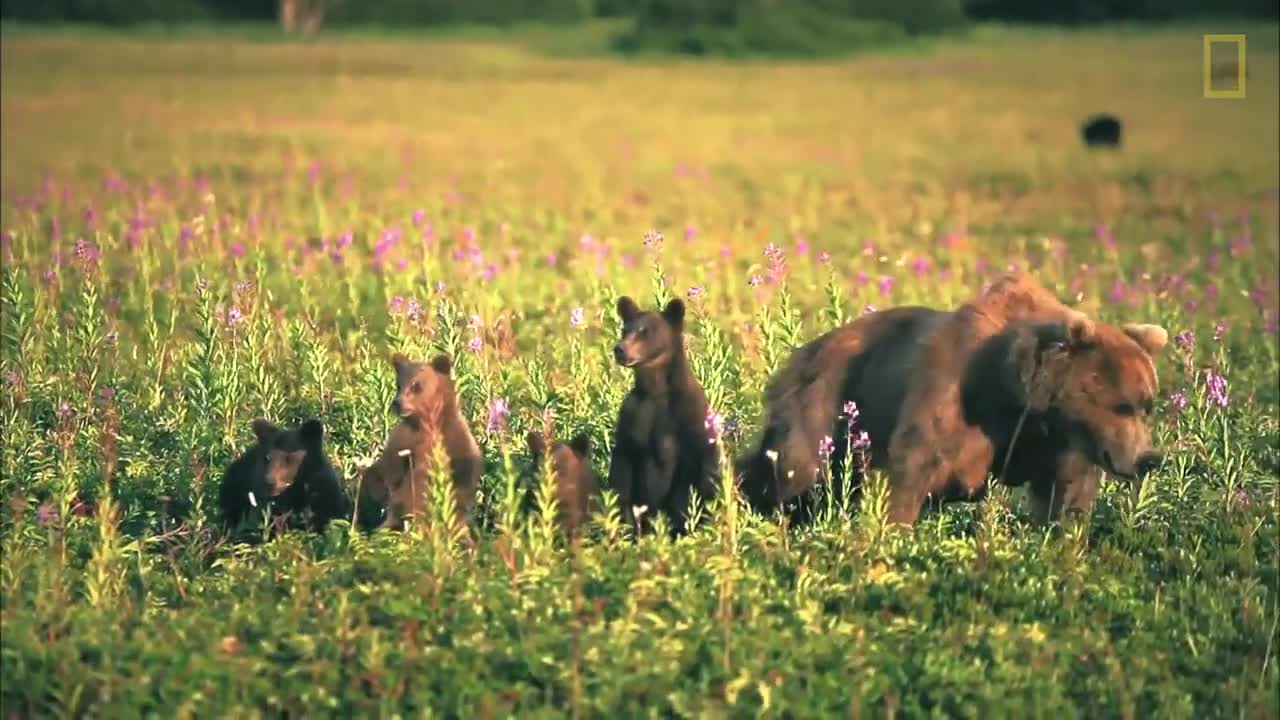 Bears 101 | Nat Geo Wild