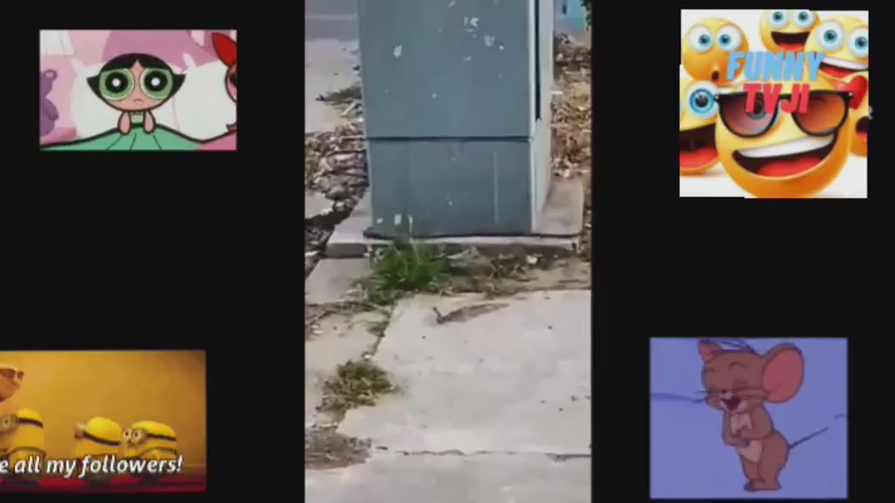 FUNNIEST VIDEO OF ANIMALS 88