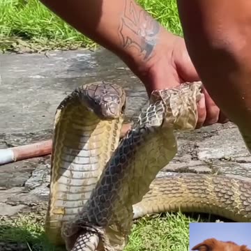 Snake video. Funny video of snake. #animalvideo #snake