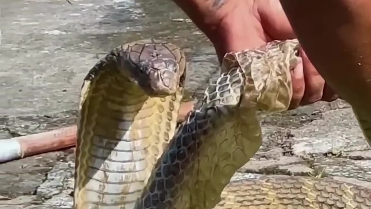 Snake video. Funny video of snake. #animalvideo #snake