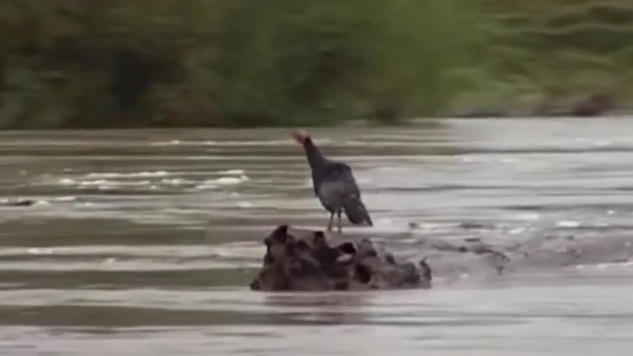 Turkey Rides out New Zealand Flooding on Log: His Genes WILL Live On