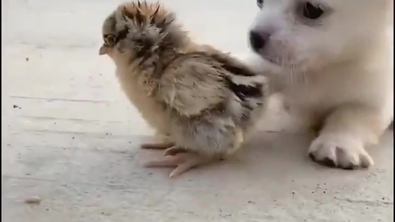 🐶🐣 Heartwarming Encounters: Dogs Bonding with Adorable Chicks! 🐾