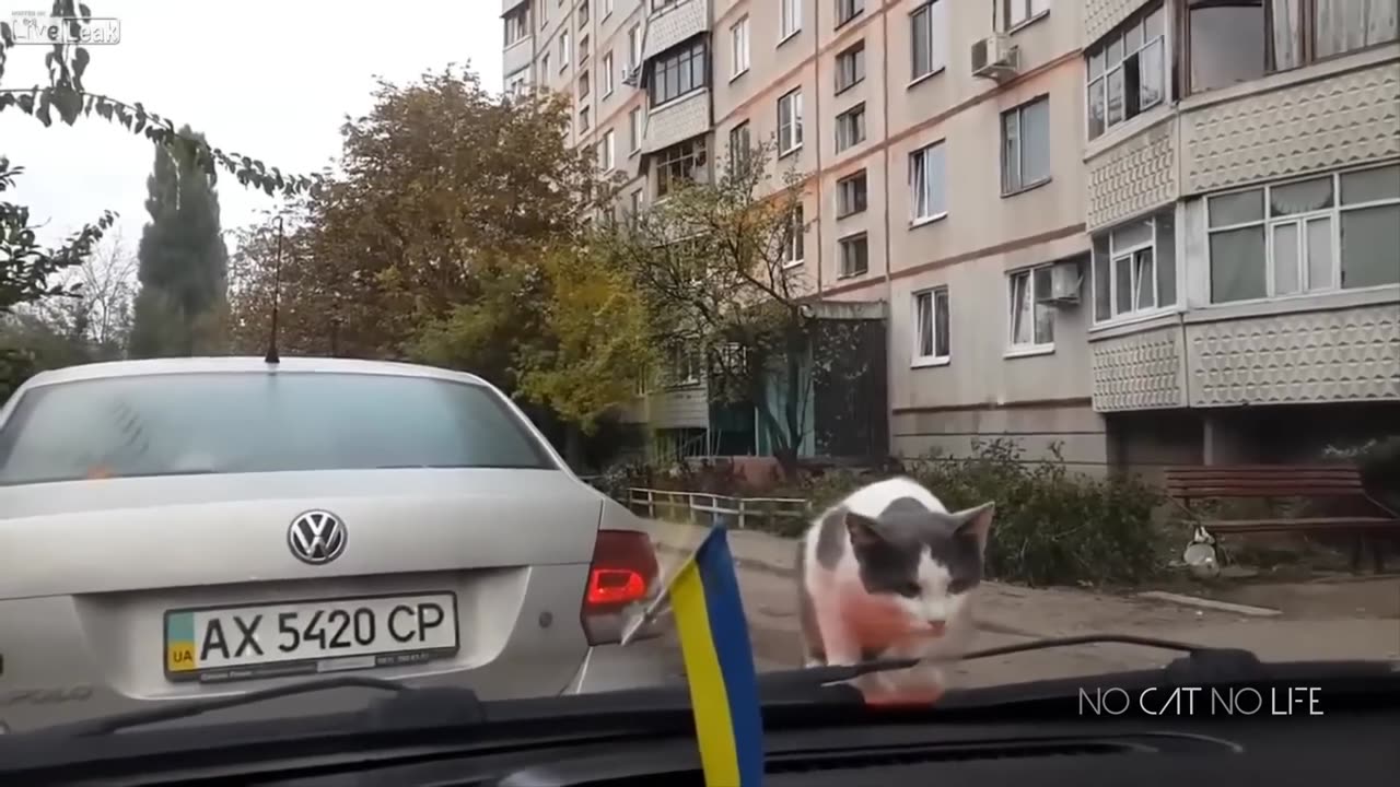 Scary Cats Funny Time. Enjoy the Reel