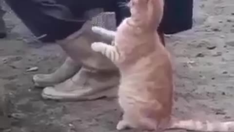 polite cat