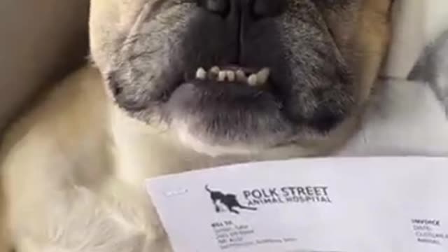 Dog Pays Vet Bill _shorts