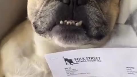 Dog Pays Vet Bill _shorts