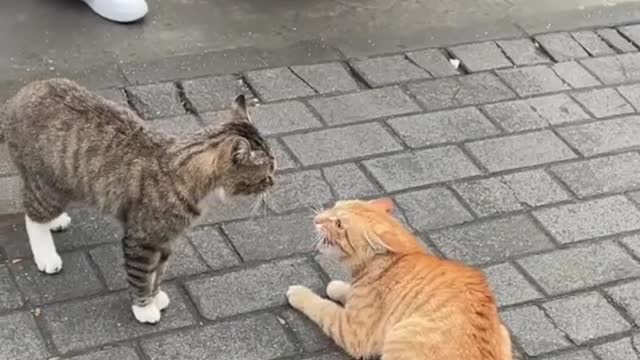 2 cats arguing on street , funny animal video