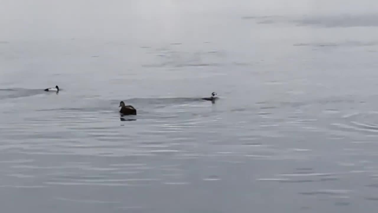 Long-Tailed Ducks, American Black Ducks, and Lesser Scaups in Toronto