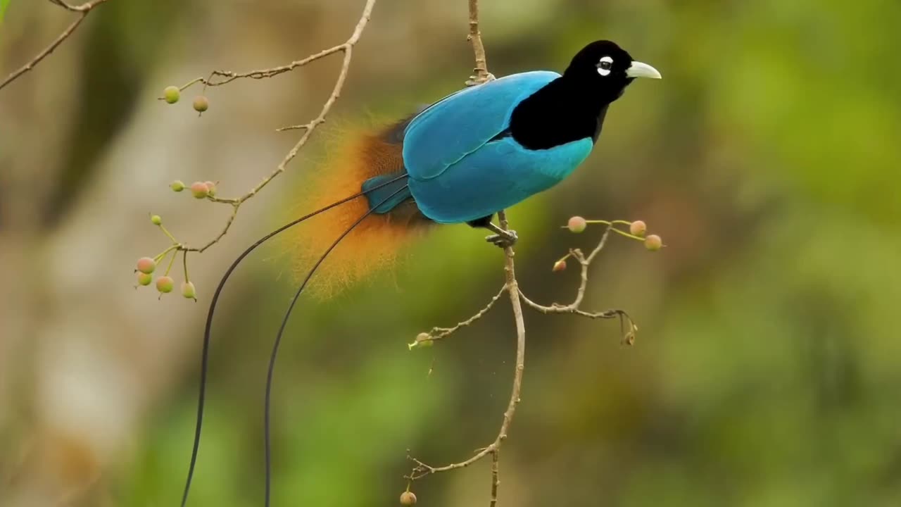 Birds Of Paradise