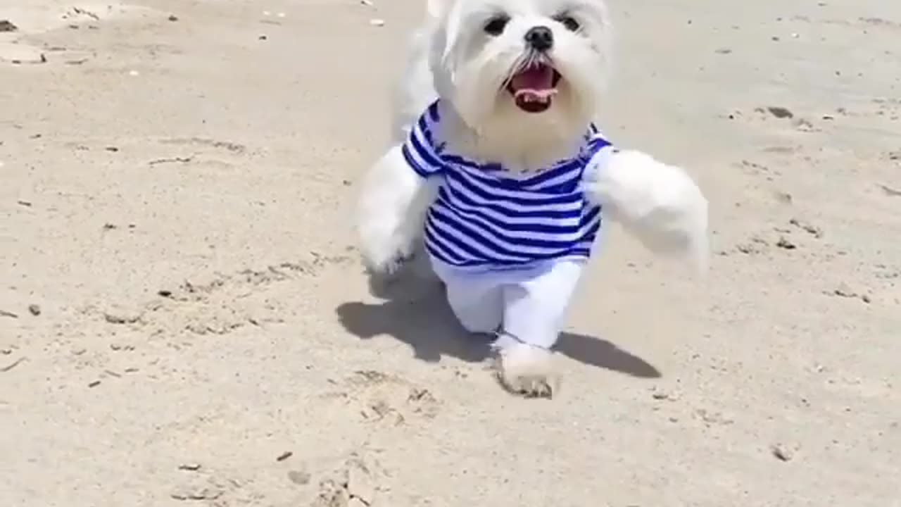 Puppy Pandemonium: Goofy Dog Fails & Adorable Puppy Tricks!