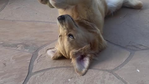 Golden Retriever Plays Catch With Herself || ViralHog