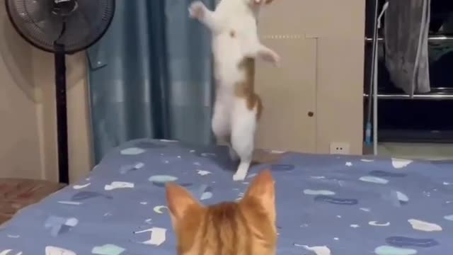 Cute cat 🐱 funny video#😂😅