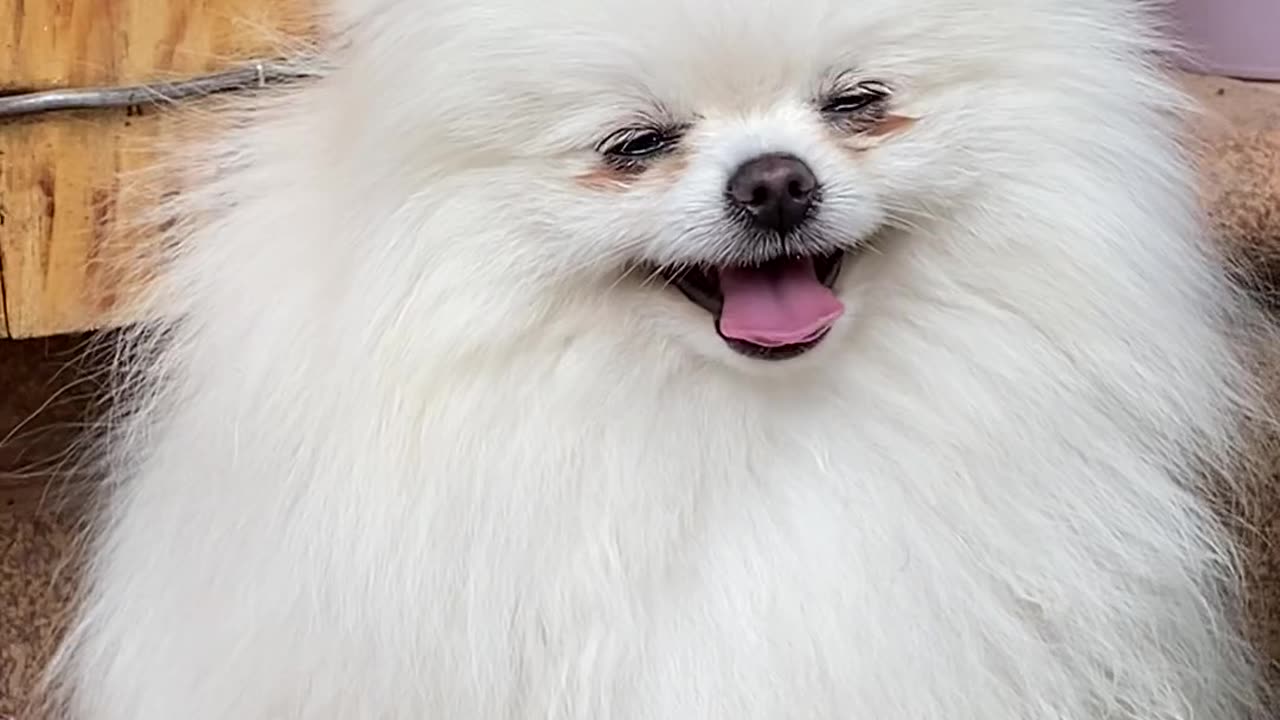 Dog 🐶