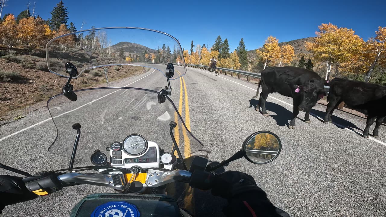 Cattle Drive at Duck Lake