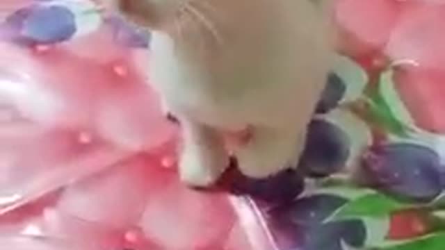 Baby Cats - Cute and Funny Cat Videos Compilation #5