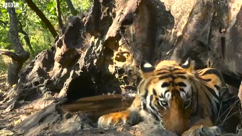 Tiger Cubs meets her father for first time