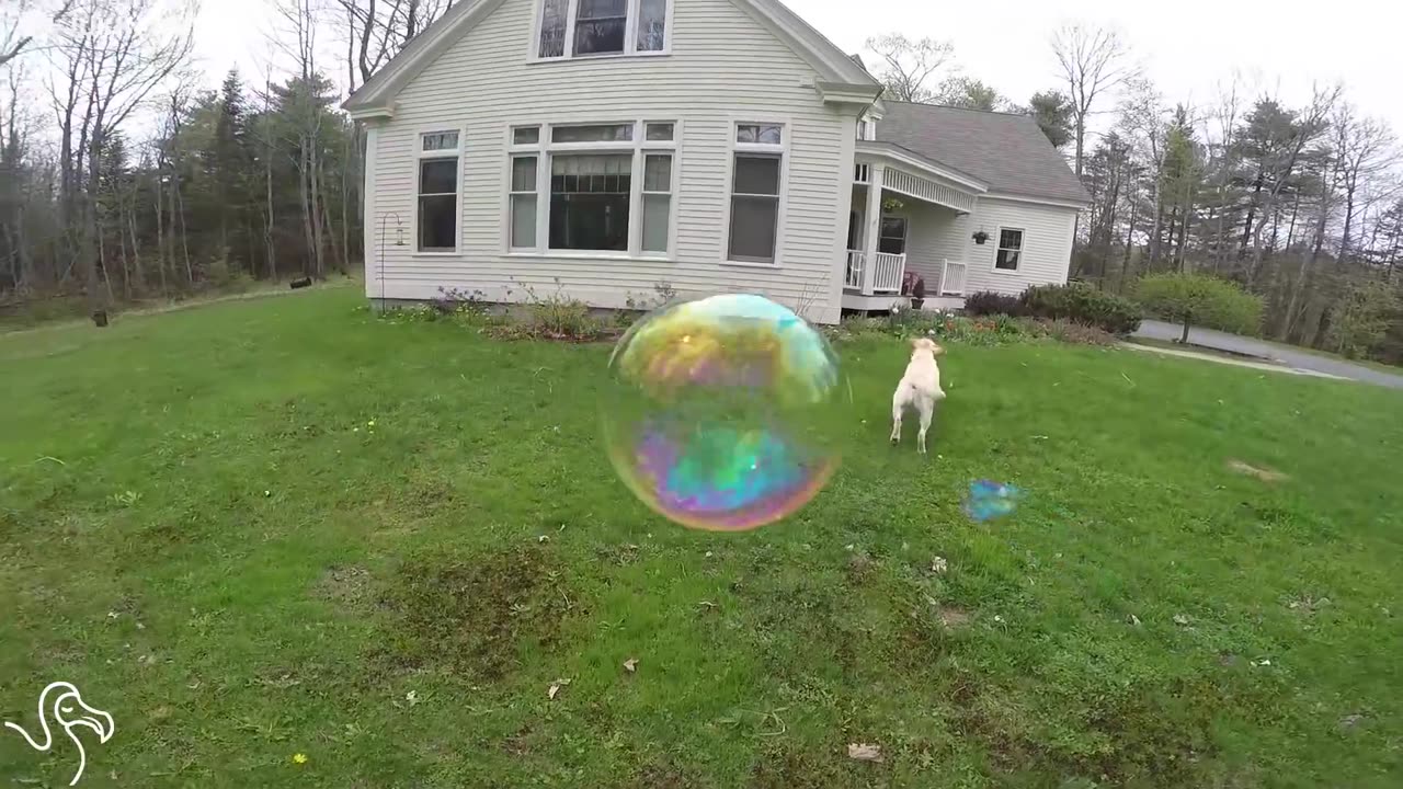 Dog Can't Even Believe She Just Discovered Bubbles