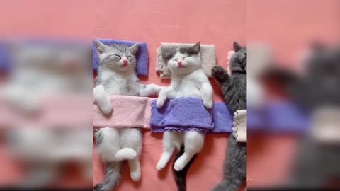 Cute Baby Cats