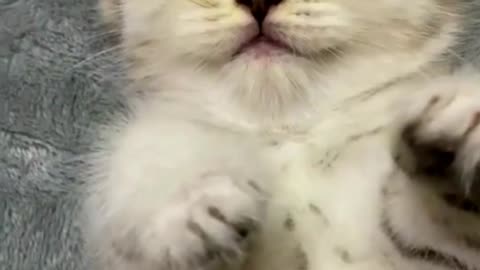 Cute cat sleeping.