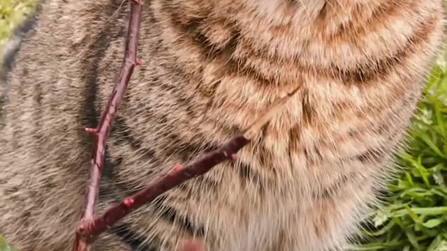 Gatinhos fofo