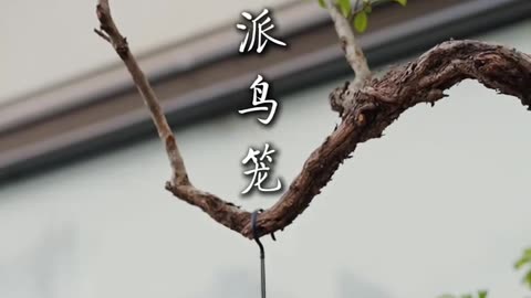How to building bird cage by bamboo