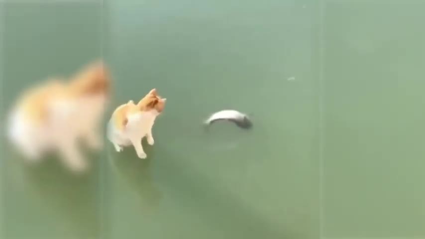 Try not to laugh cute cat videoπππ