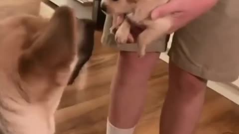 2023: 🐶 FUNNY DOGS - Unbelievable DOGS Antics - Ultimate Compilation 🐾