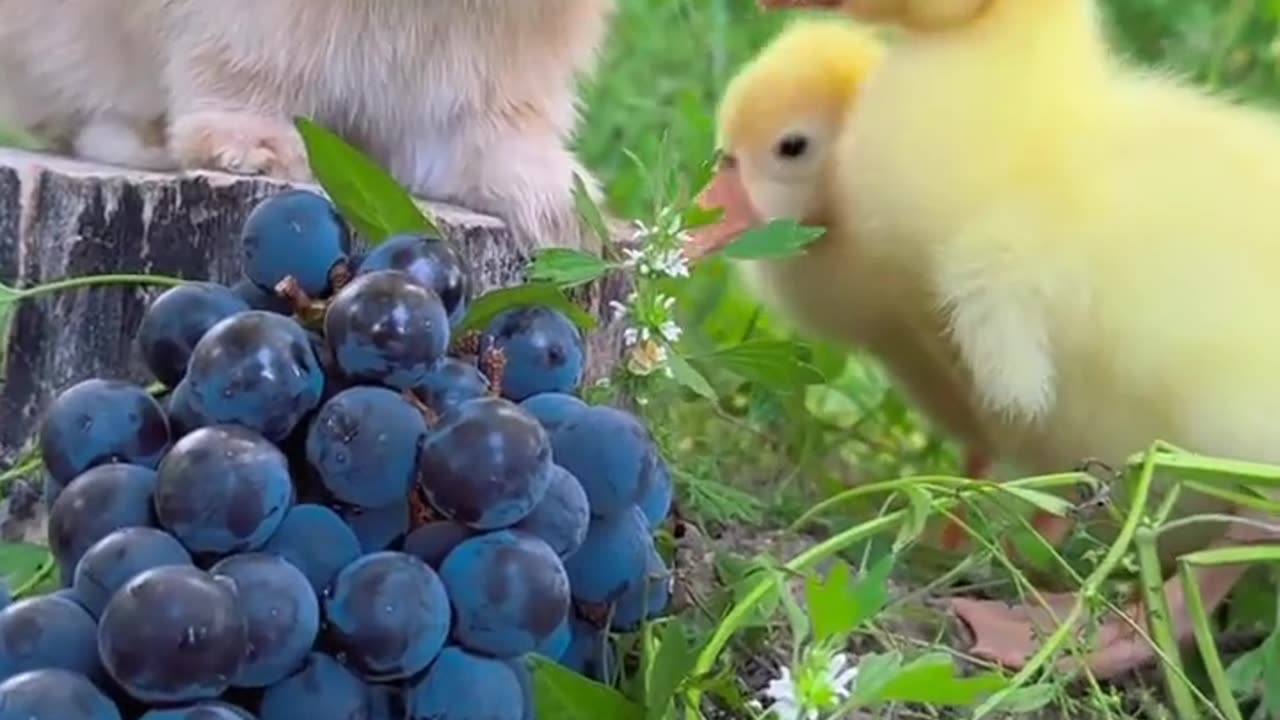 Cute rabbit during eating