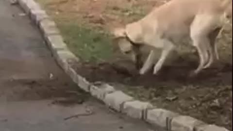 Busted digging