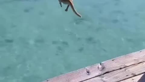 Crazy dog tries to ride shark in French Polynesia.