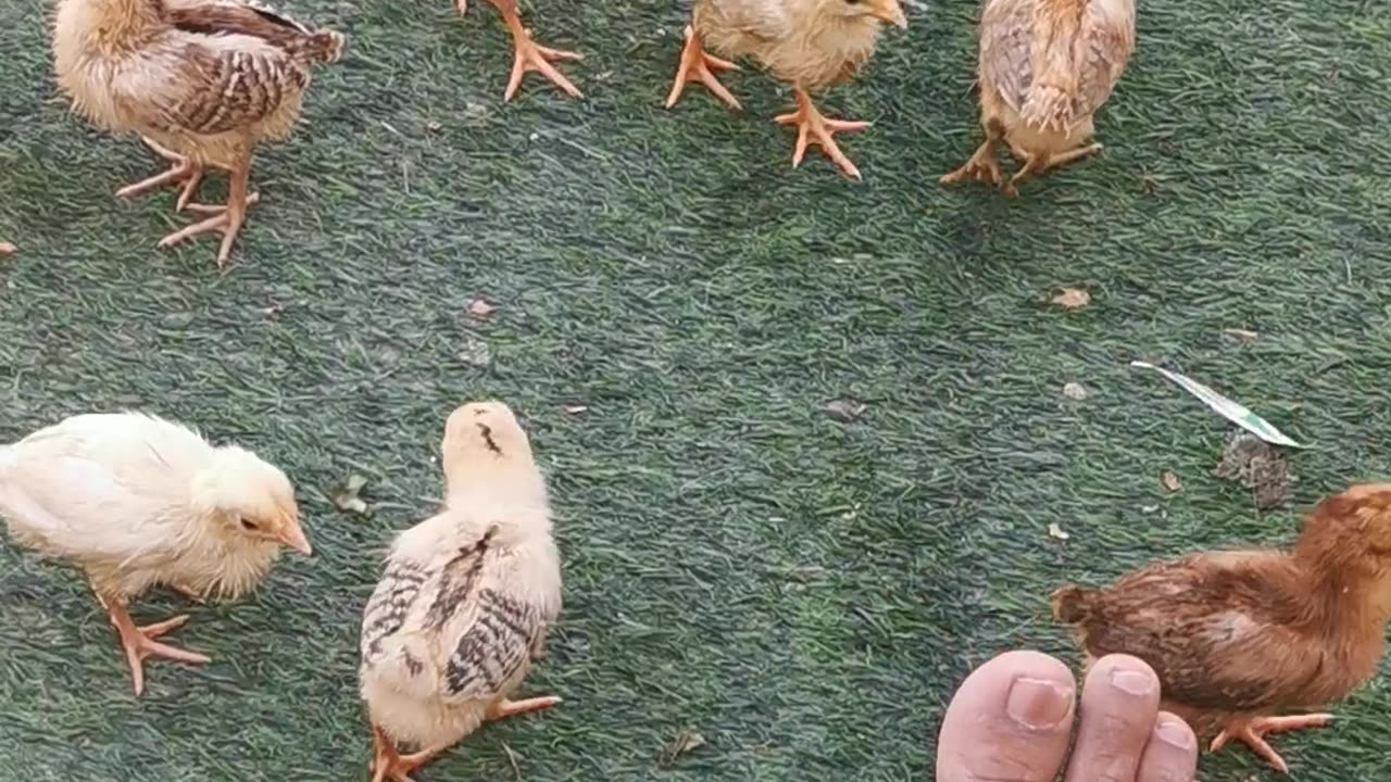 Desi chicks 5 days old only