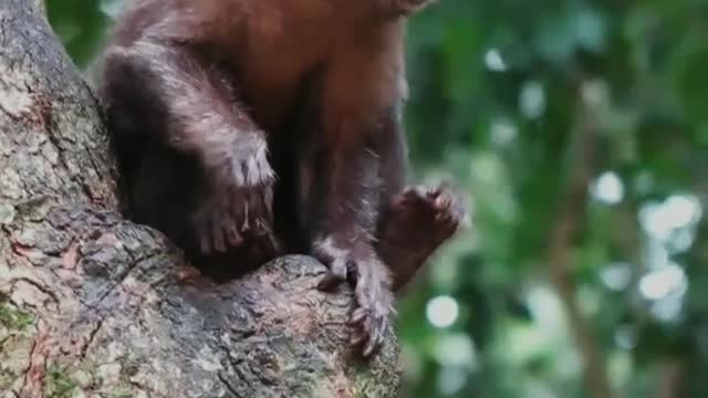 Free monkey in the forest in Brazil.