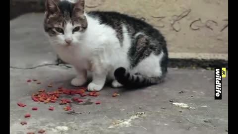 Cute cats playing