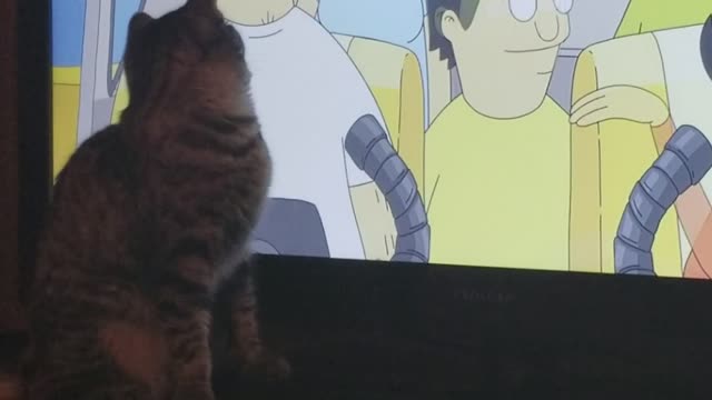 The cat who loves to watch Bob's Burgers