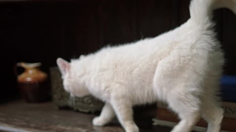 funny cat videos