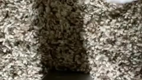 Cat funny video