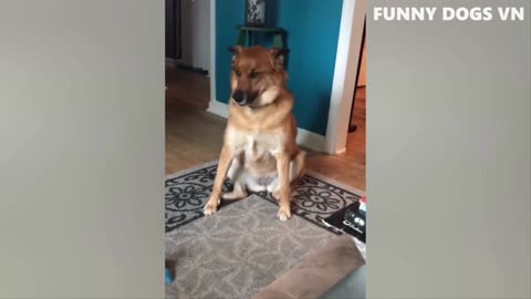 Funniest Dogs And Cats 🐱🐶 Best Funniest Animals Videos 2023 😍