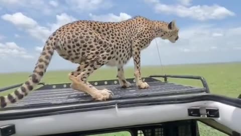 Wowww