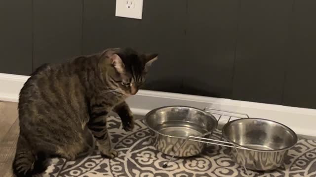 Simba the Cat Drinking From Water Bowl in a Weird Way