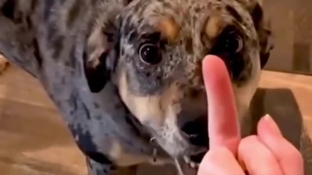 Dog’s Reaction In The Face Of The Middle Finger 😂 So Funny