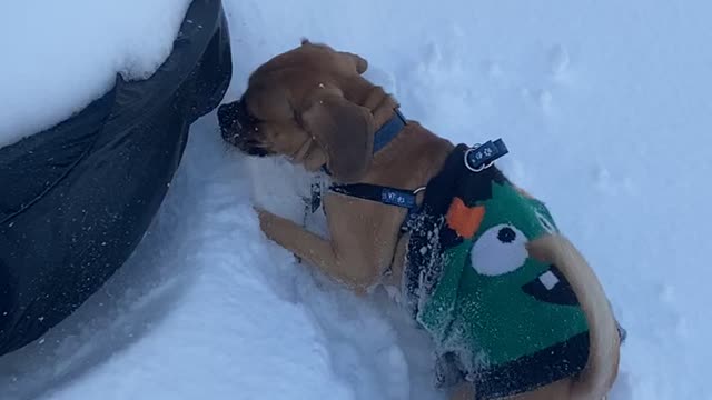 Puggles first time in the snow and runs into the firepit