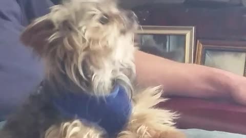 This Is What Toothless Dogs Do...