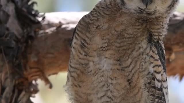 Did you just see the camera playing owl