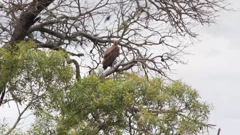 Kruger National Park Compilation